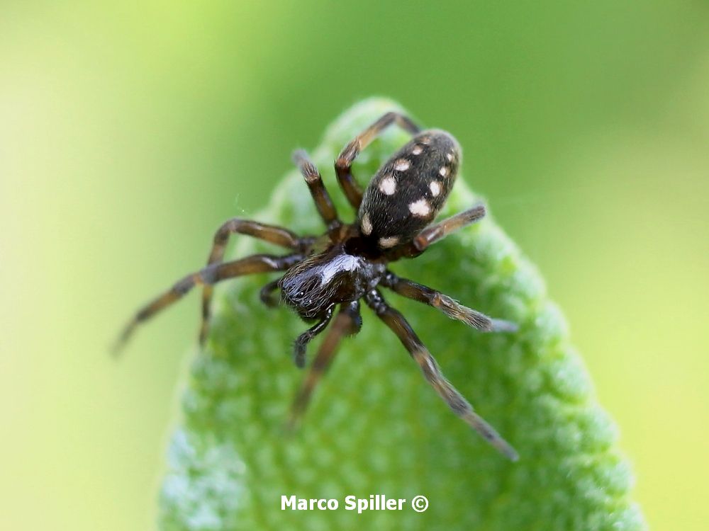 Nurscia albomaculata - Vicenza